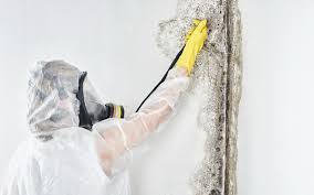 Best Commercial Mold Inspection  in London, CA